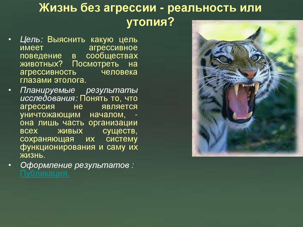Жизнь без агрессии - реальность или утопия?