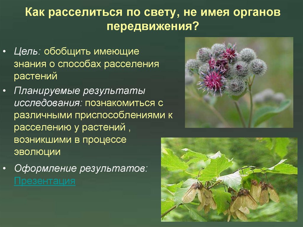 Как расселиться по свету, не имея органов передвижения?