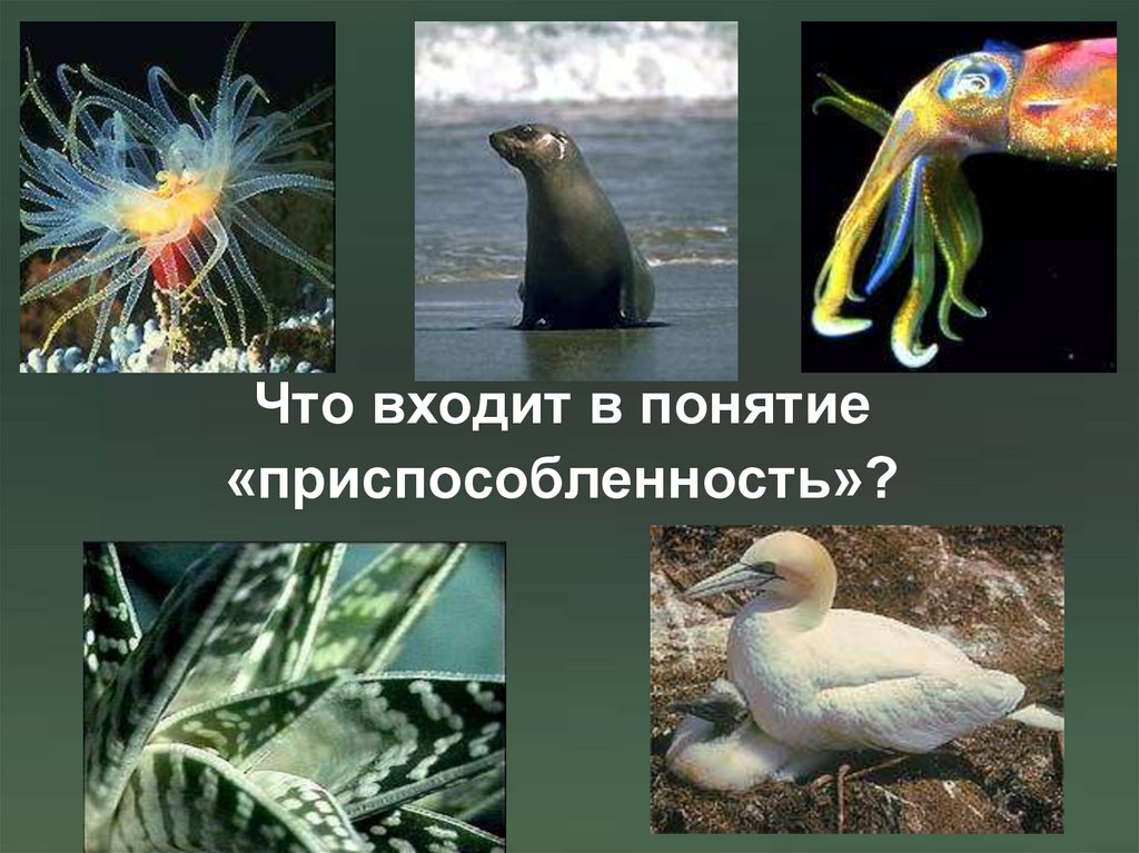 Что входит в понятие «приспособленность»?