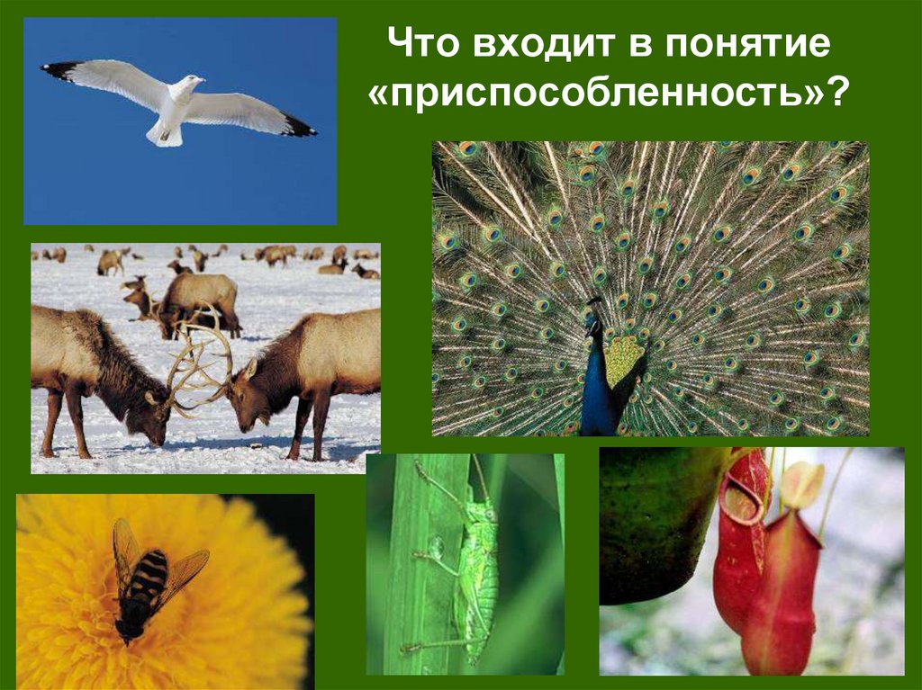 Что входит в понятие «приспособленность»?