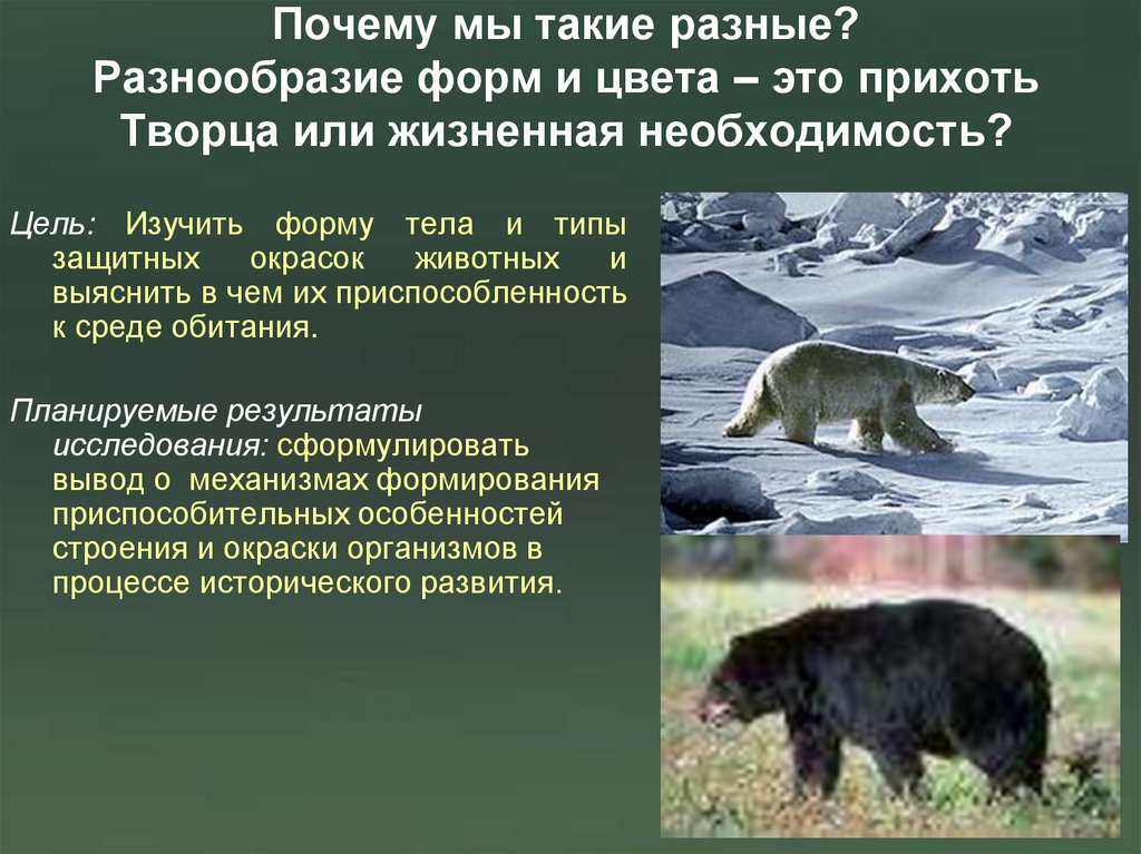 Почему мы такие разные? Разнообразие форм и цвета – это прихоть Творца или жизненная необходимость?