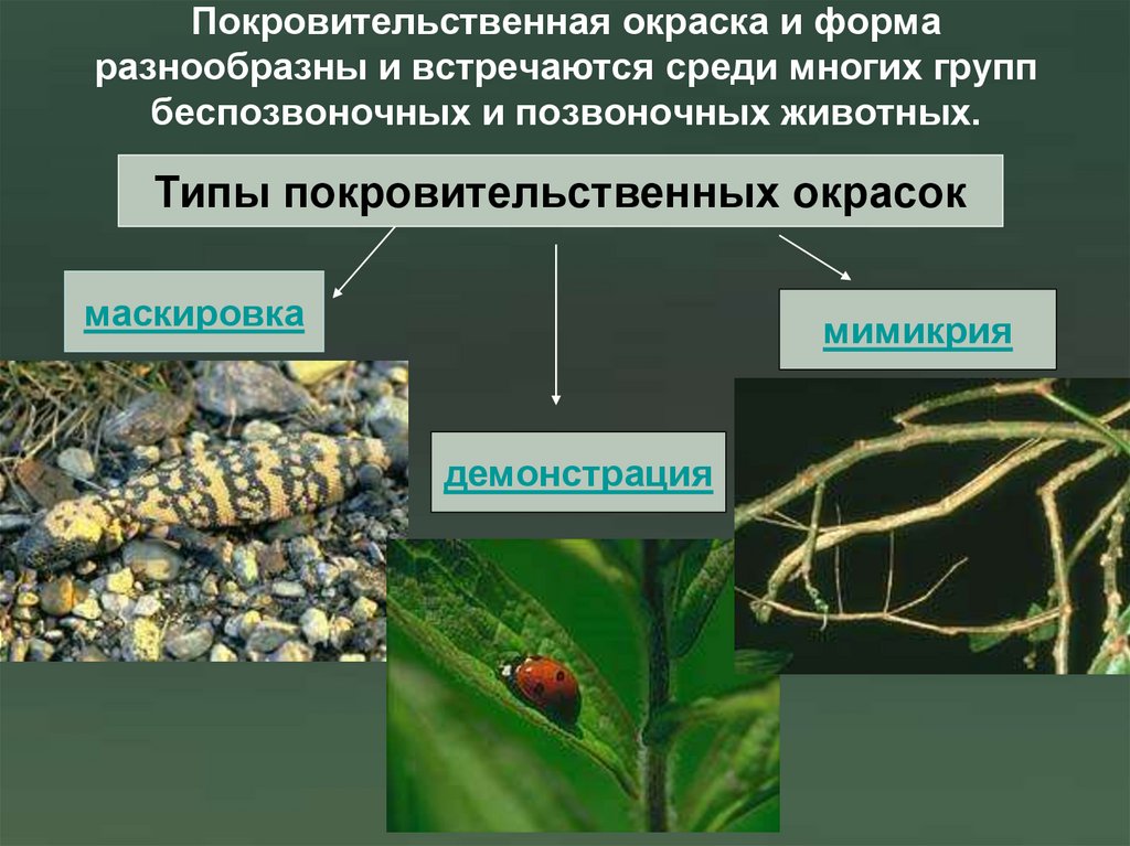 Покровительственная окраска и форма разнообразны и встречаются среди многих групп беспозвоночных и позвоночных животных.