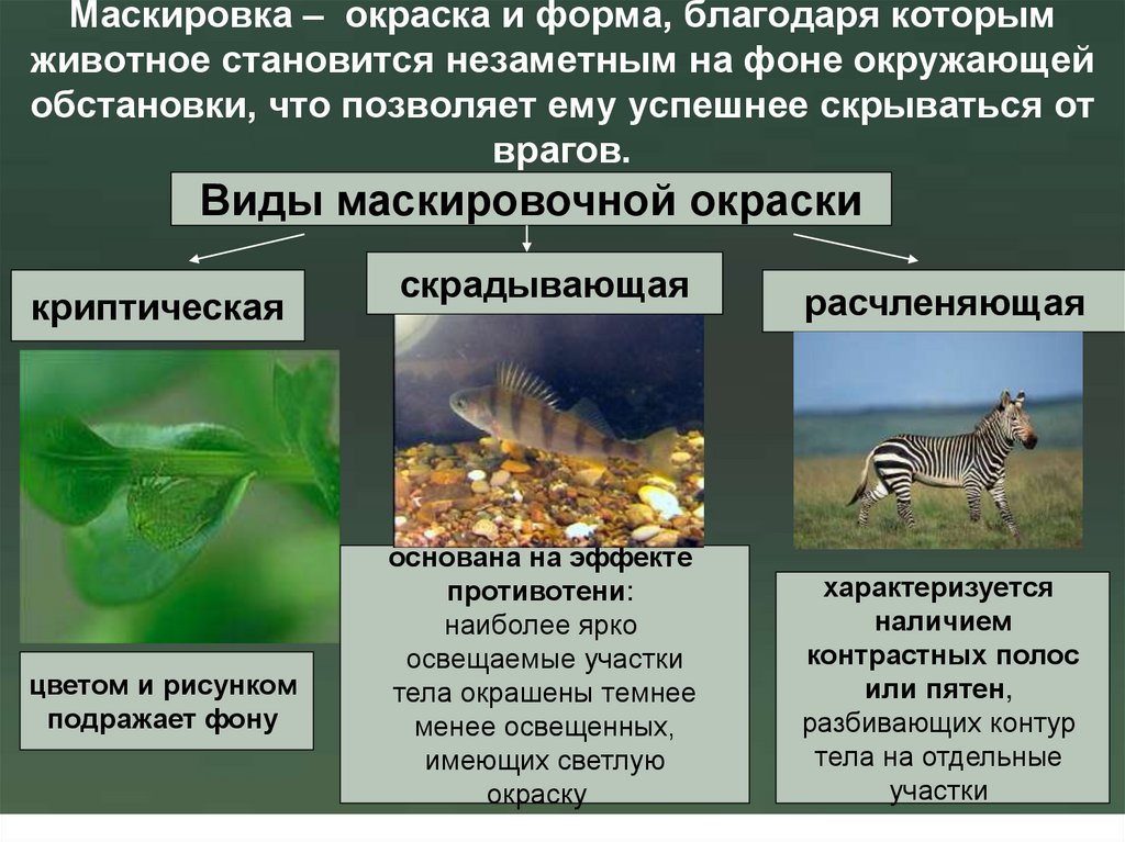Маскировка – окраска и форма, благодаря которым животное становится незаметным на фоне окружающей обстановки, что позволяет ему