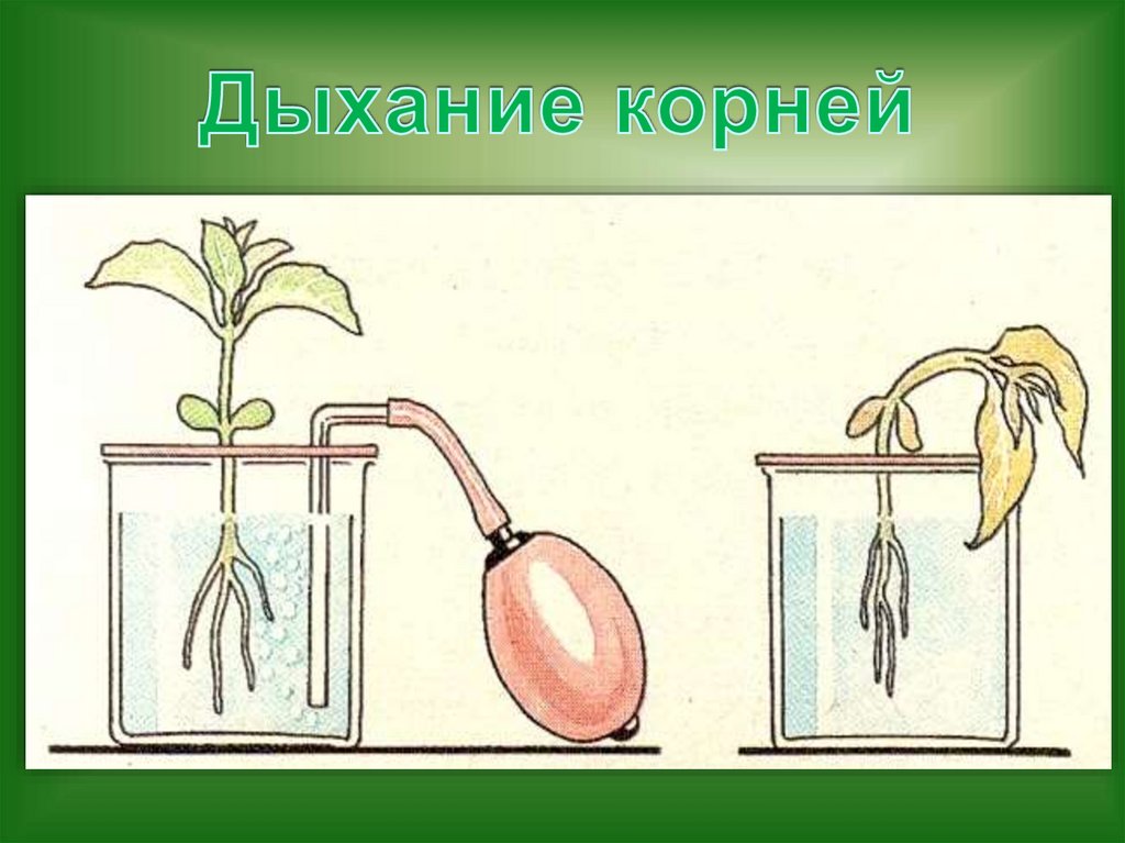 Дыхание корней