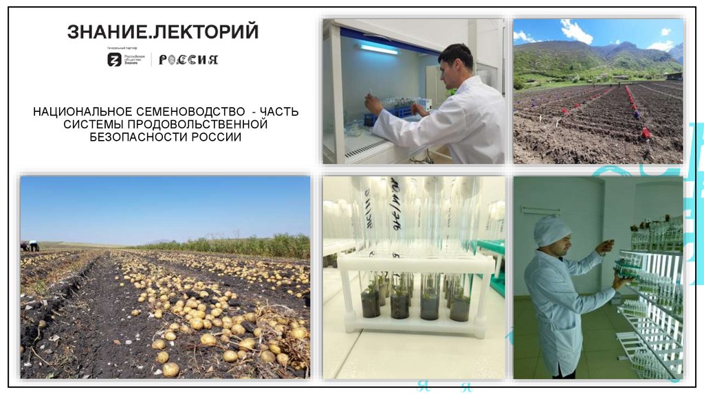 НАЦИОНАЛЬНОЕ СЕМЕНОВОДСТВО - ЧАСТЬ СИСТЕМЫ ПРОДОВОЛЬСТВЕННОЙ БЕЗОПАСНОСТИ РОССИИ