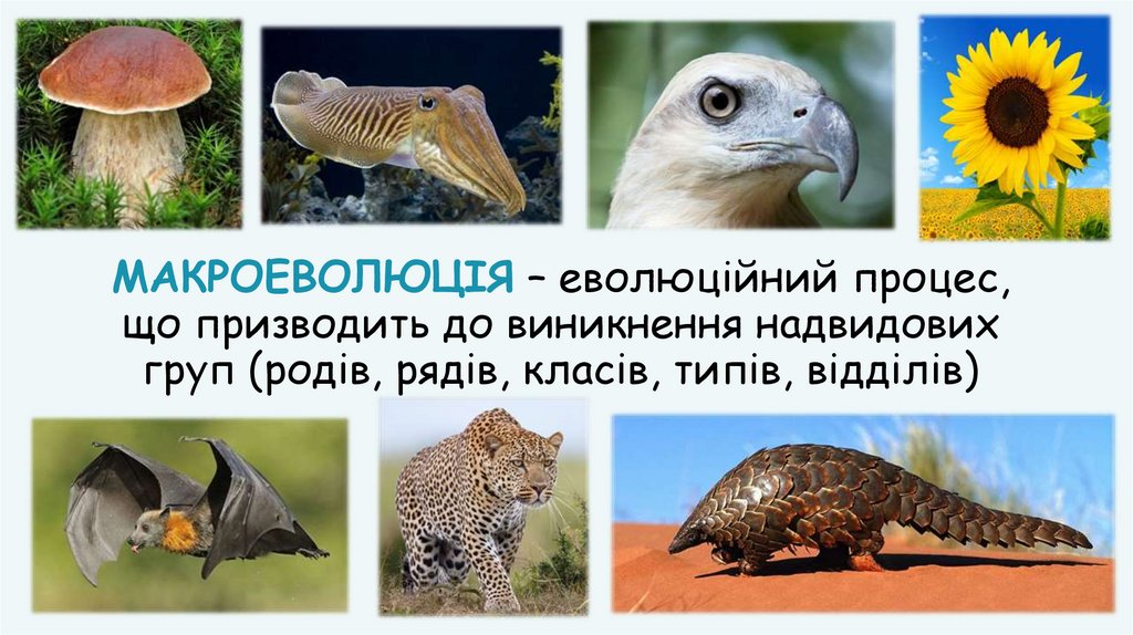 МАКРОЕВОЛЮЦІЯ – еволюційний процес, що призводить до виникнення надвидових груп (родів, рядів, класів, типів, відділів)