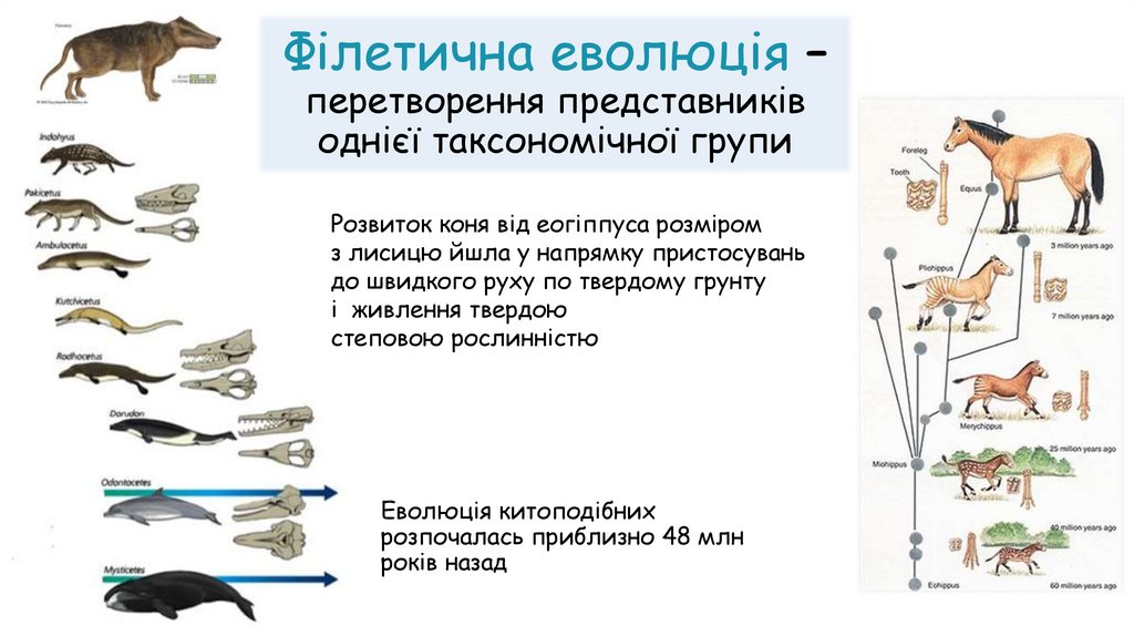 Філетична еволюція – перетворення представників однієї таксономічної групи