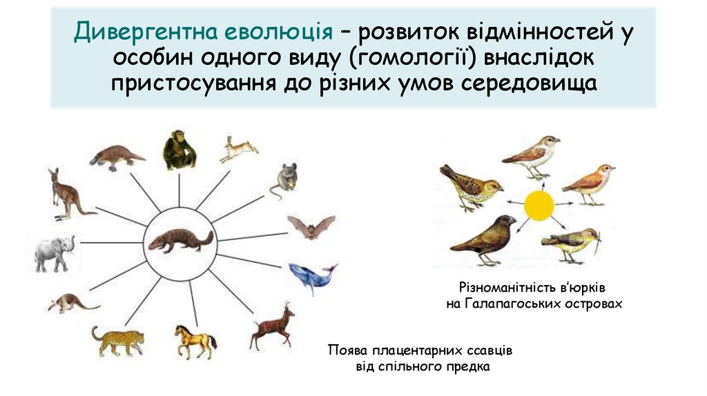 Дивергентна еволюція – розвиток відмінностей у особин одного виду (гомології) внаслідок пристосування до різних умов середовища
