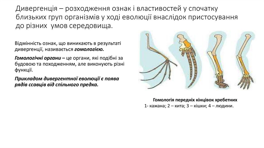 Дивергенція – розходження ознак і властивостей у спочатку близьких груп організмів у ході еволюції внаслідок пристосування до