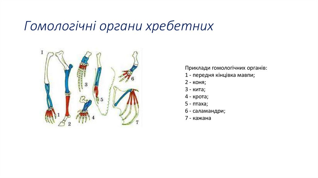 Гомологічні органи хребетних