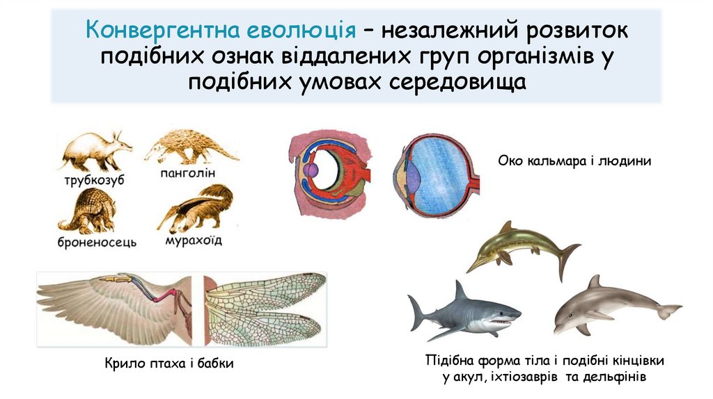 Конвергентна еволюція – незалежний розвиток подібних ознак віддалених груп організмів у подібних умовах середовища