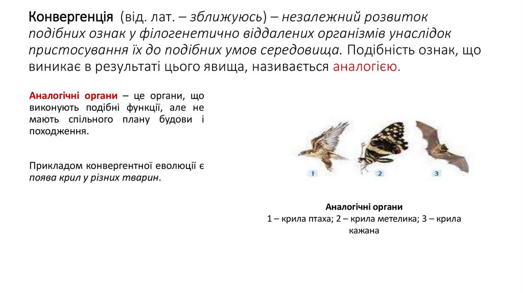 Конвергенція (від. лат. – зближуюсь) – незалежний розвиток подібних ознак у філогенетично віддалених організмів унаслідок