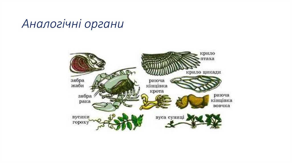 Аналогічні органи