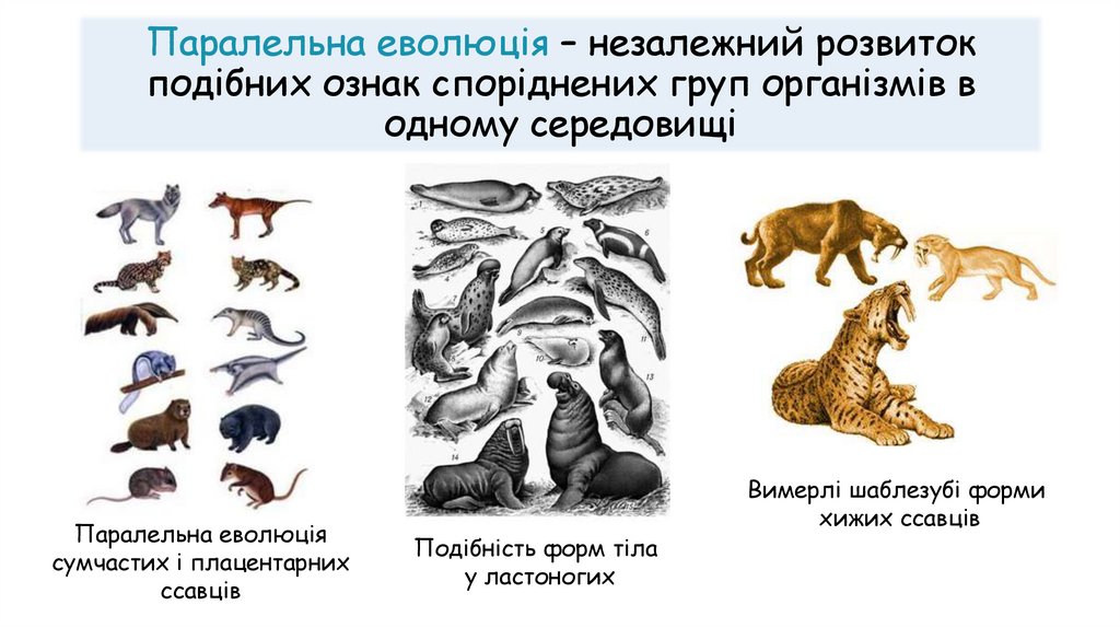 Паралельна еволюція – незалежний розвиток подібних ознак споріднених груп організмів в одному середовищі