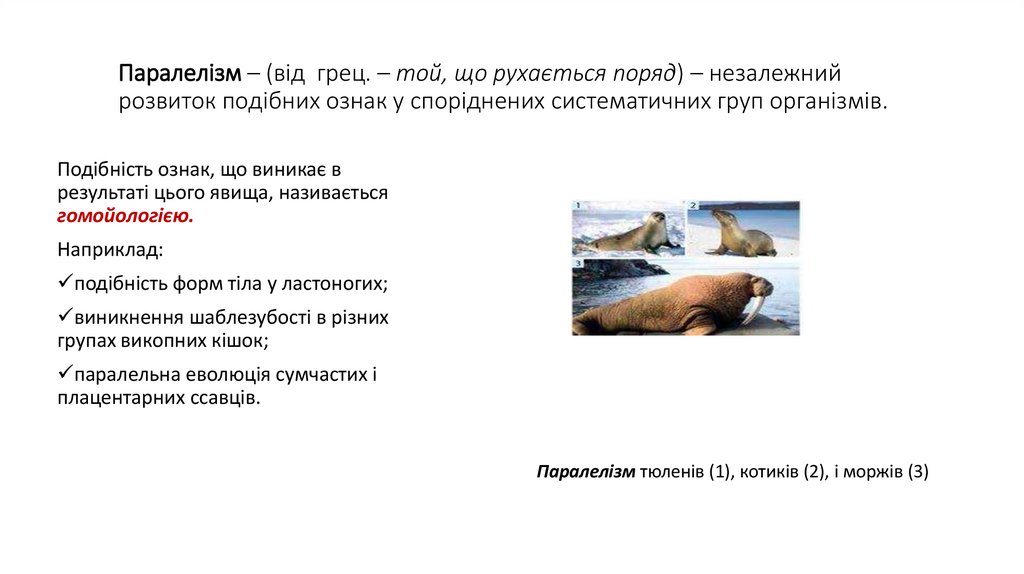 Паралелізм – (від грец. – той, що рухається поряд) – незалежний розвиток подібних ознак у споріднених систематичних груп