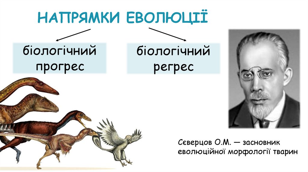 НАПРЯМКИ ЕВОЛЮЦІЇ