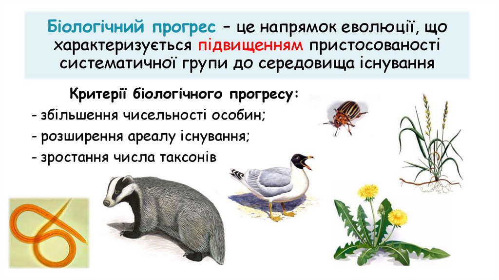 Біологічний прогрес – це напрямок еволюції, що характеризується підвищенням пристосованості систематичної групи до середовища