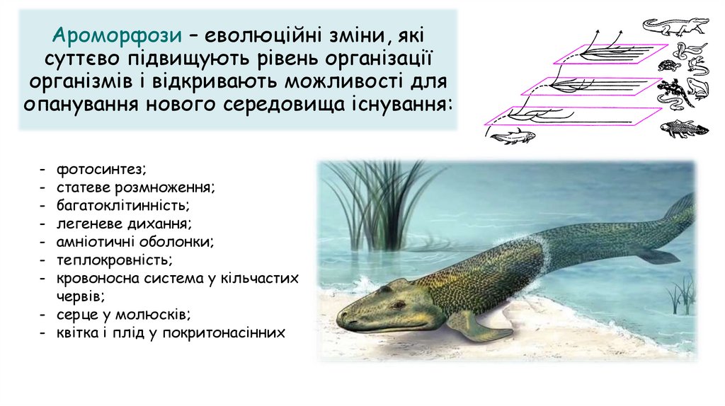 Ароморфози – еволюційні зміни, які суттєво підвищують рівень організації організмів і відкривають можливості для опанування