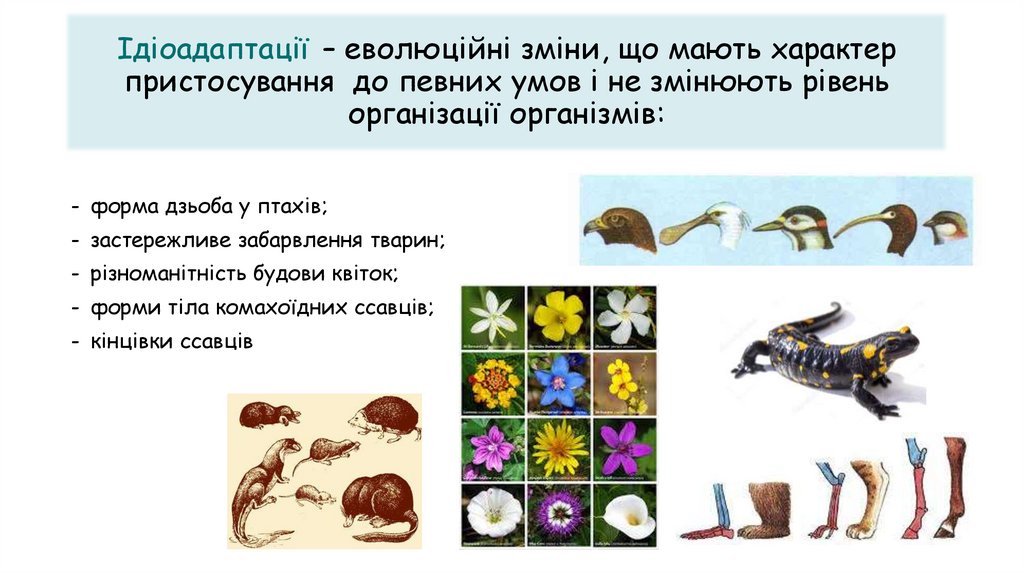 Ідіоадаптації – еволюційні зміни, що мають характер пристосування до певних умов і не змінюють рівень організації організмів: