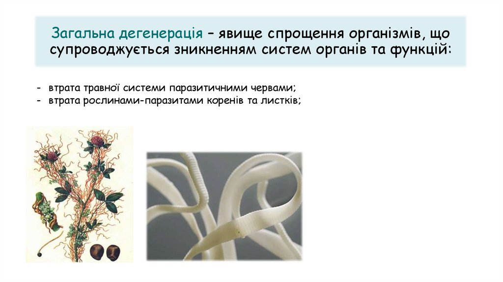 Загальна дегенерація – явище спрощення організмів, що супроводжується зникненням систем органів та функцій: