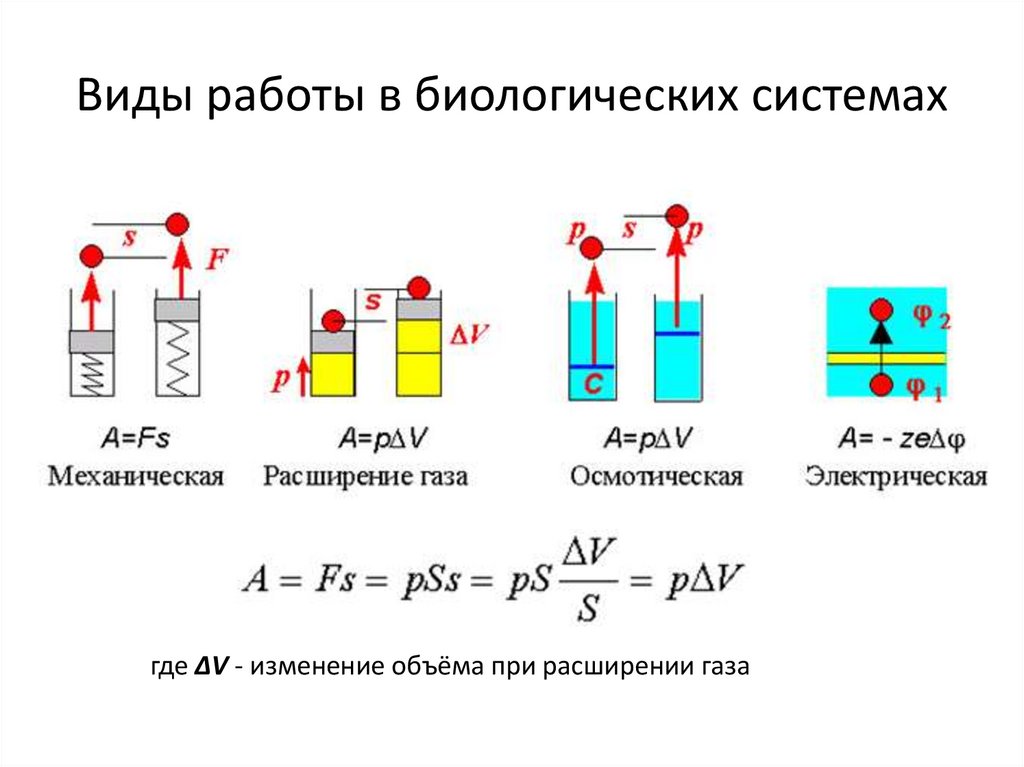 Виды работы в биологических системах