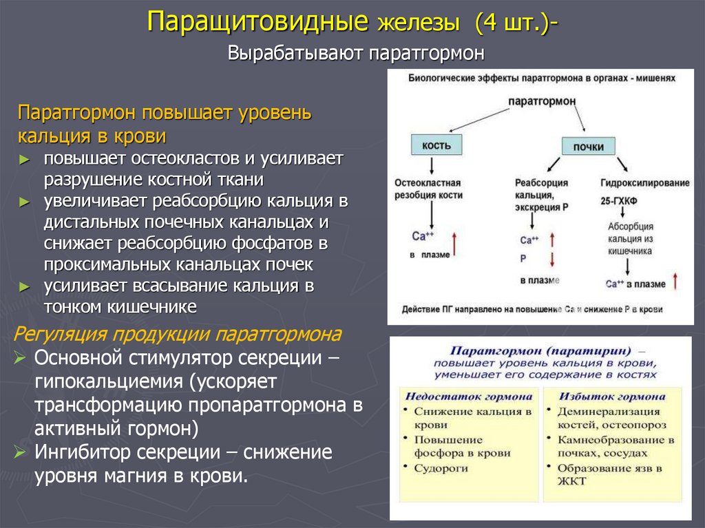 Паращитовидные железы (4 шт.)- Вырабатывают паратгормон