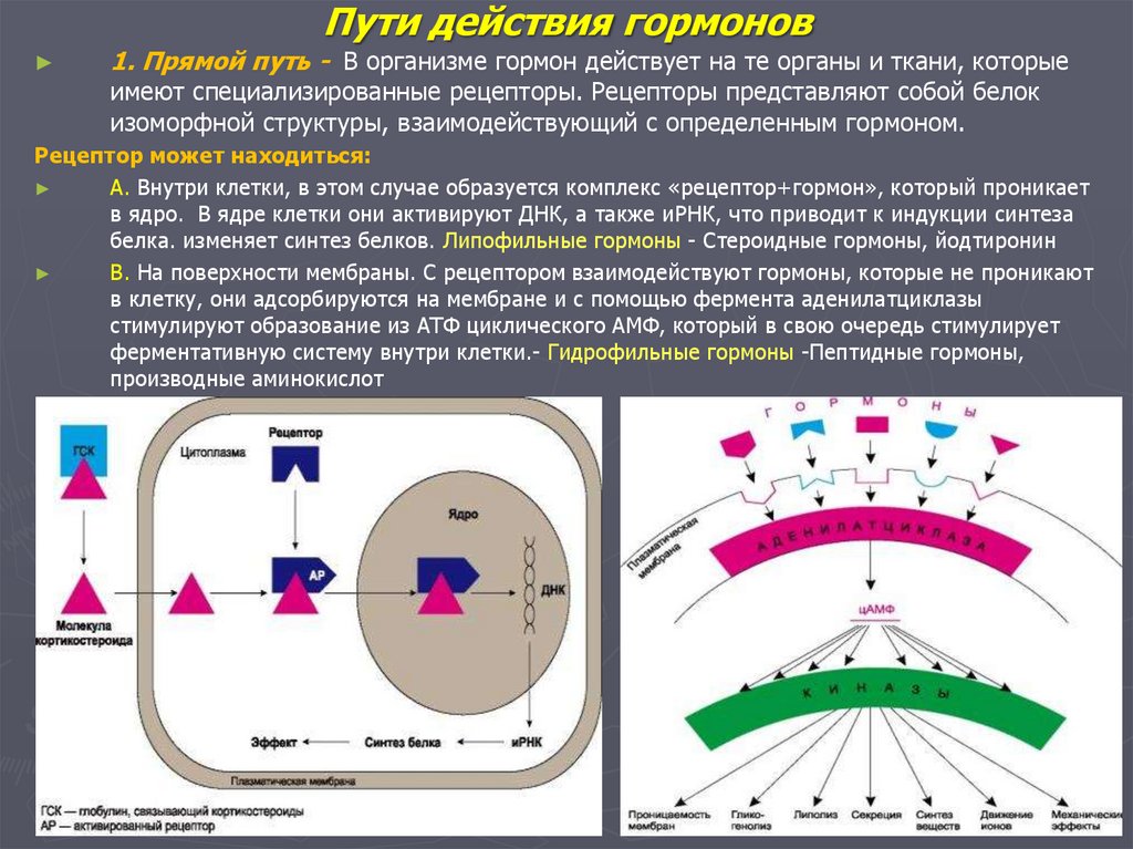 Пути действия гормонов