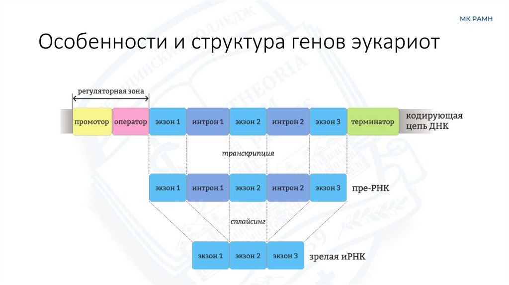 Особенности и структура генов эукариот
