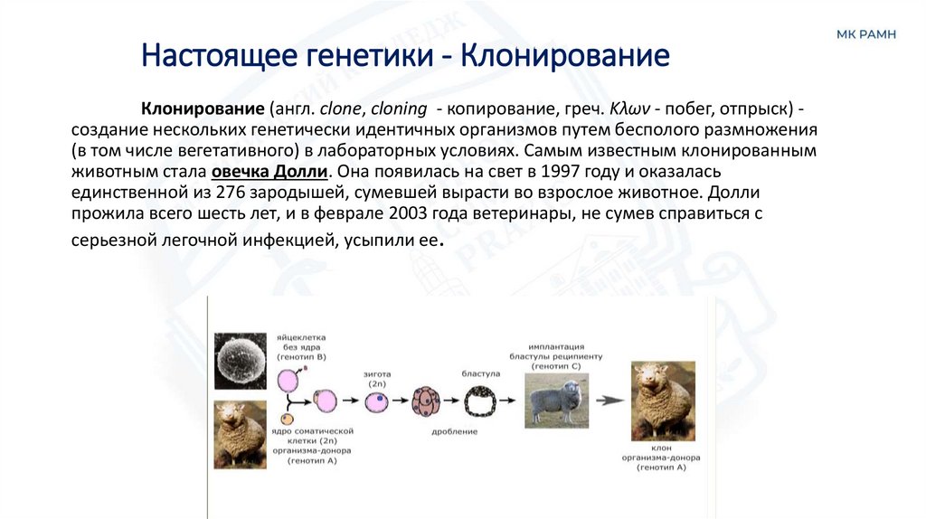 Настоящее генетики - Клонирование