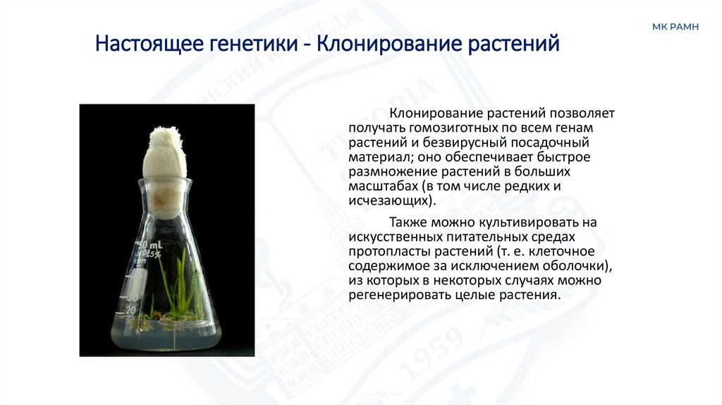 Настоящее генетики - Клонирование растений