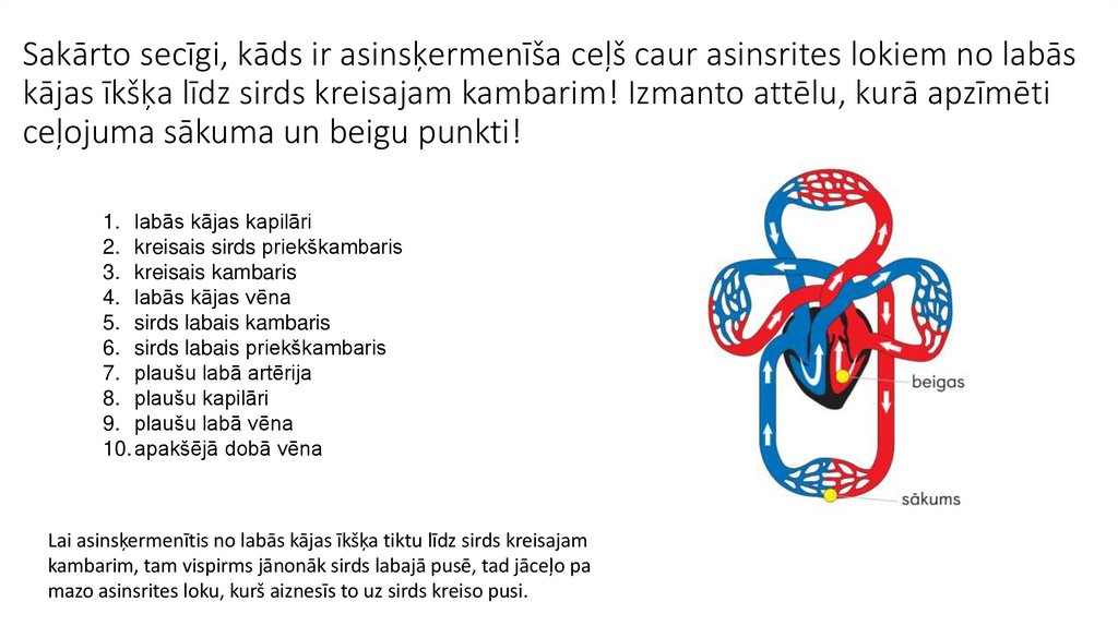 Sakārto secīgi, kāds ir asinsķermenīša ceļš caur asinsrites lokiem no labās kājas īkšķa līdz sirds kreisajam kambarim! Izmanto