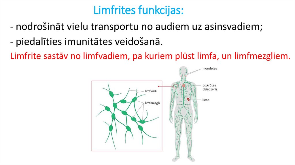 Limfrites funkcijas:
