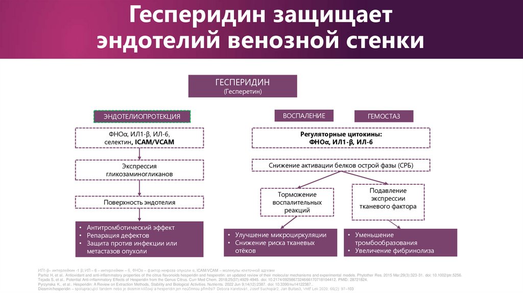 Гесперидин защищает эндотелий венозной стенки