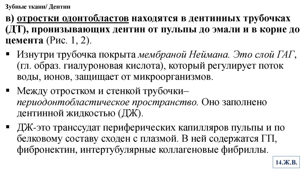 Зубные ткани/ Дентин