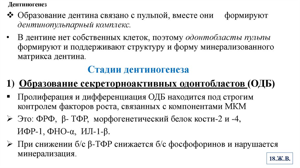 Дентиногенез