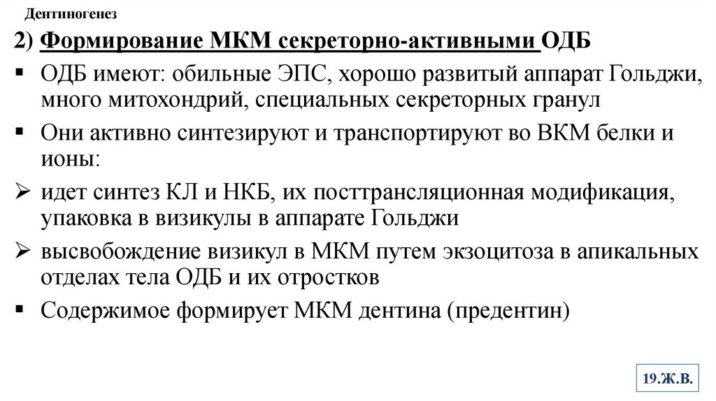 Дентиногенез