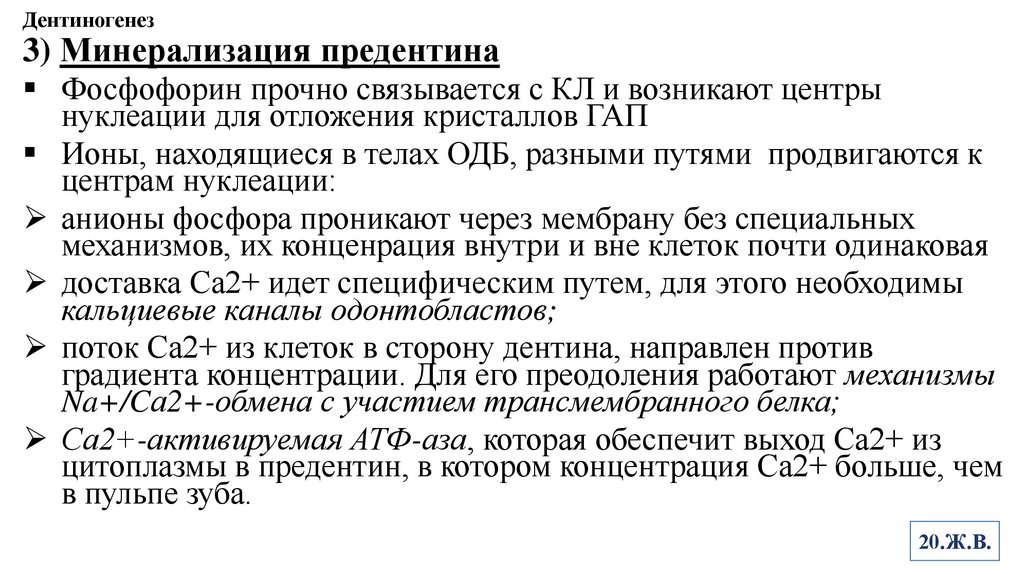 Дентиногенез