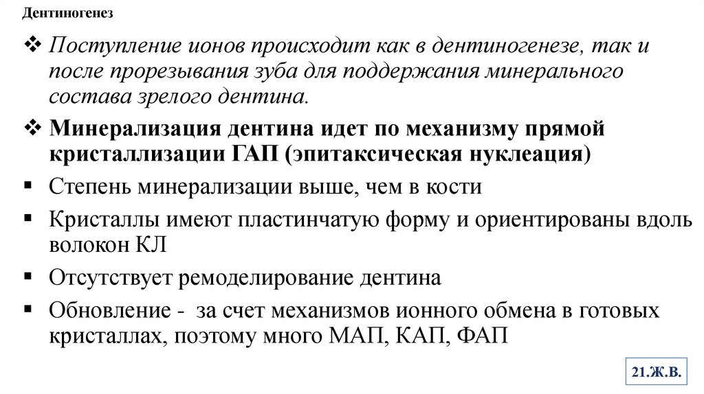 Дентиногенез