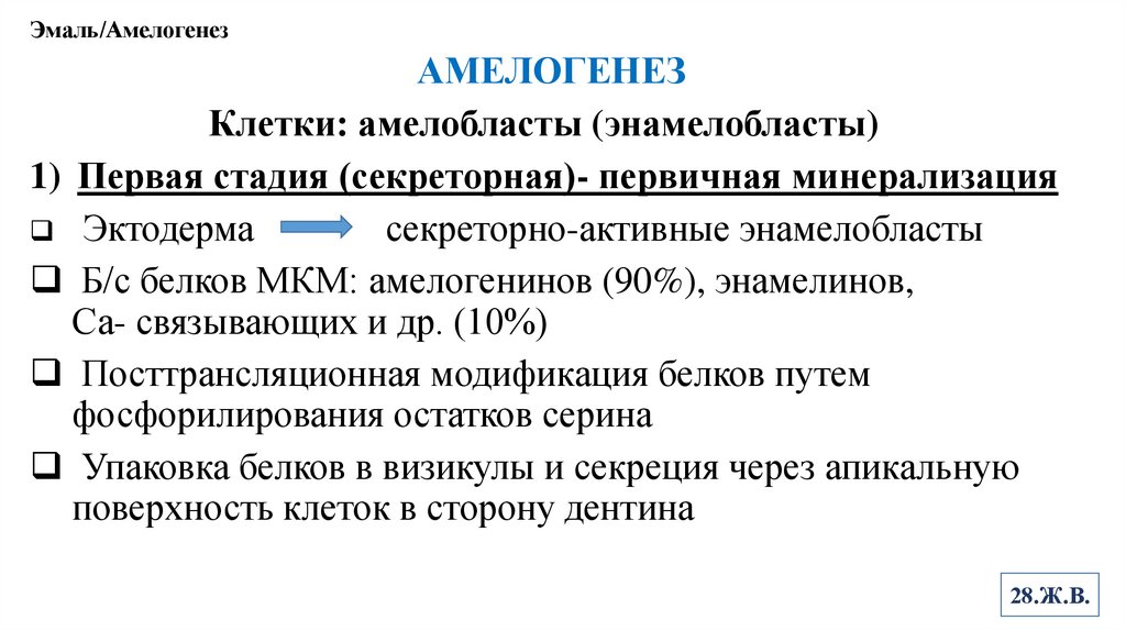 Эмаль/Амелогенез