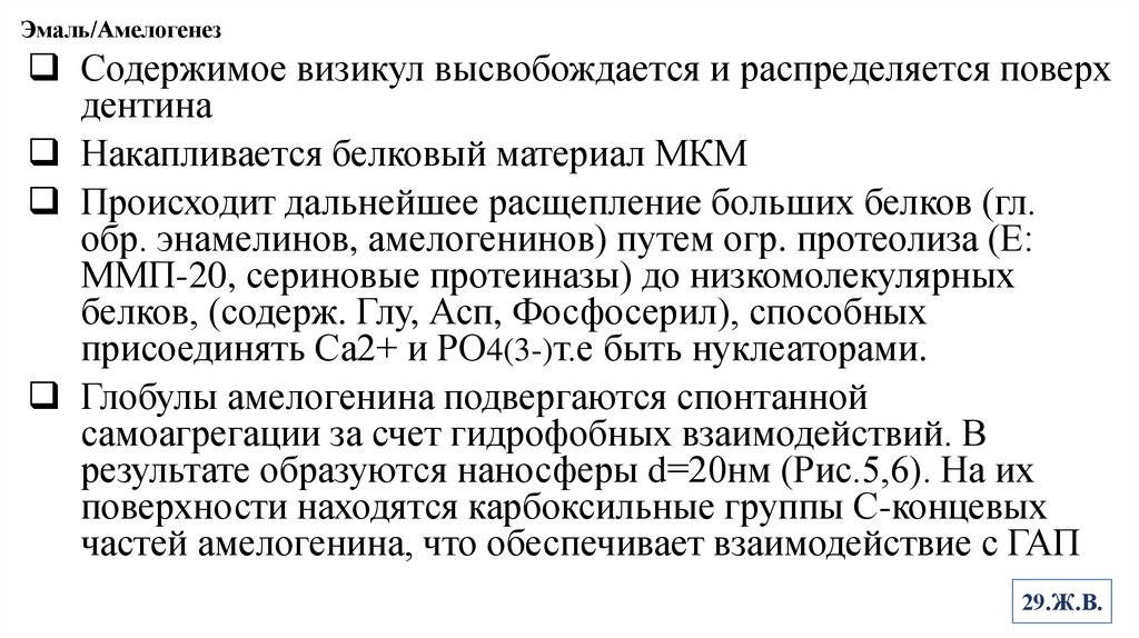 Эмаль/Амелогенез