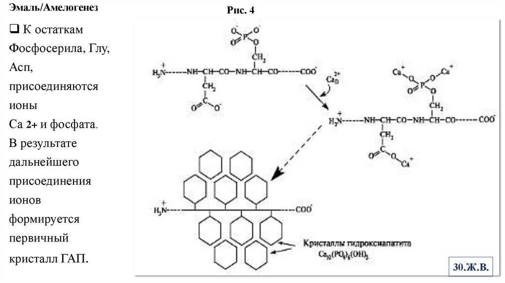 Эмаль/Амелогенез