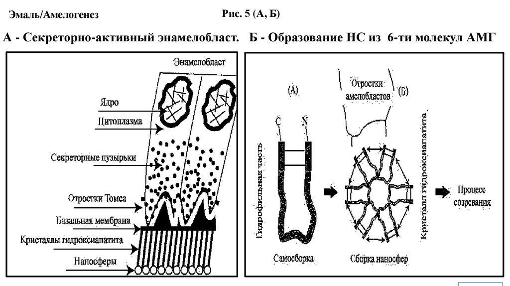 Эмаль/Амелогенез