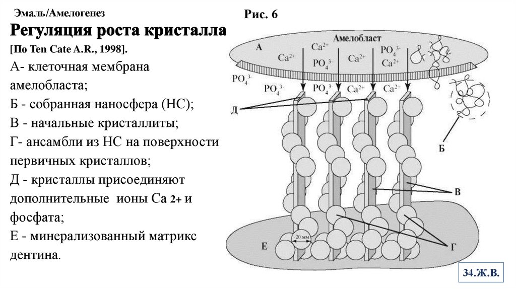 Эмаль/Амелогенез