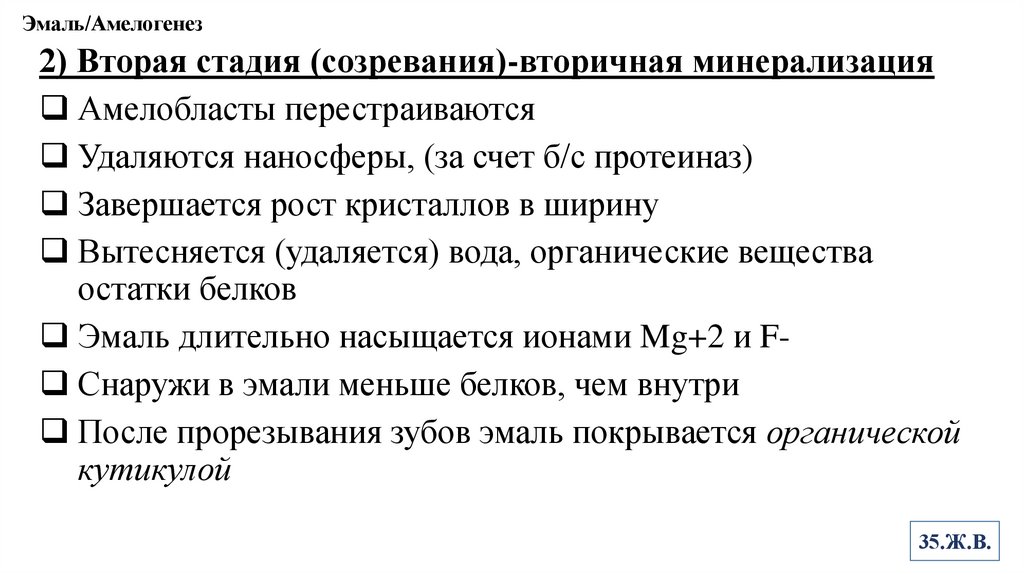 Эмаль/Амелогенез