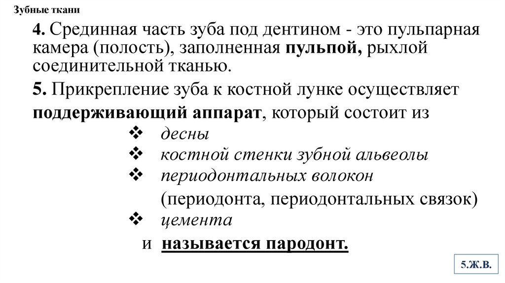 Зубные ткани