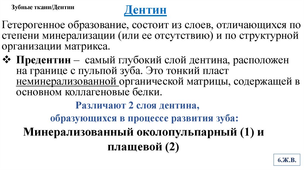 Зубные ткани/Дентин