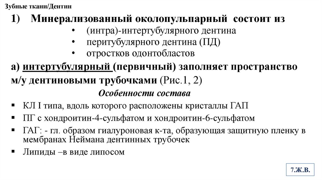 Зубные ткани/Дентин