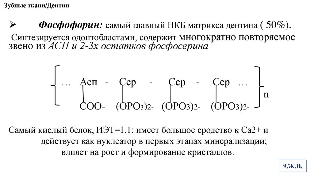 Зубные ткани/Дентин