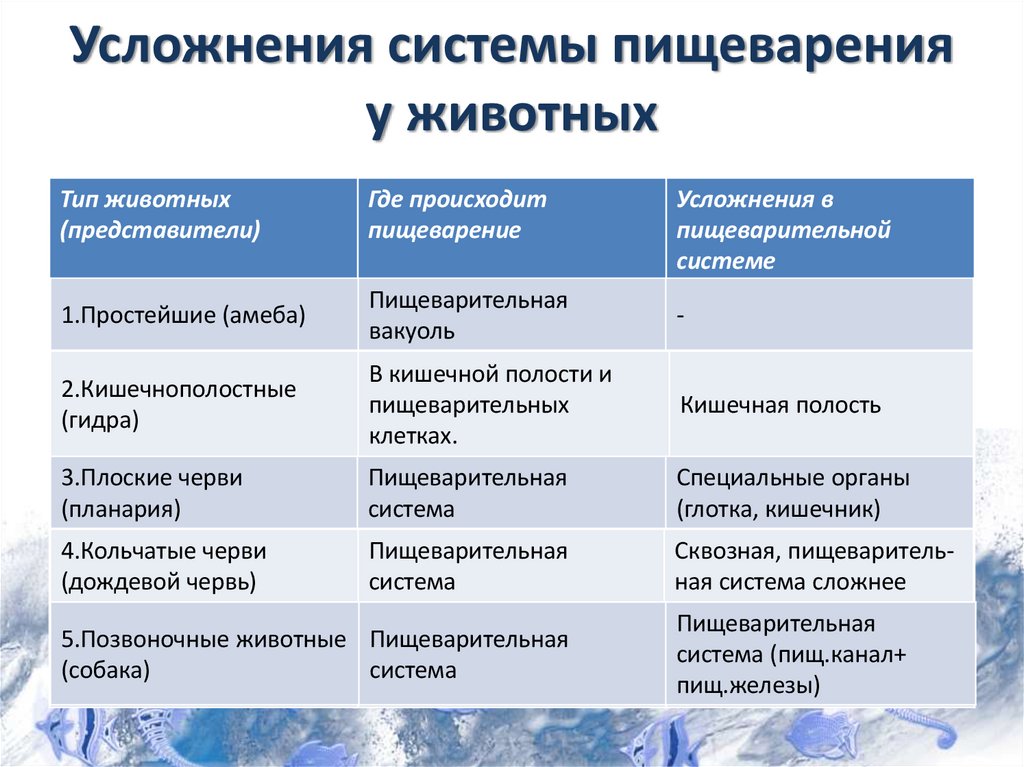 Усложнения системы пищеварения у животных