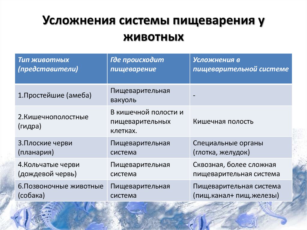 Усложнения системы пищеварения у животных